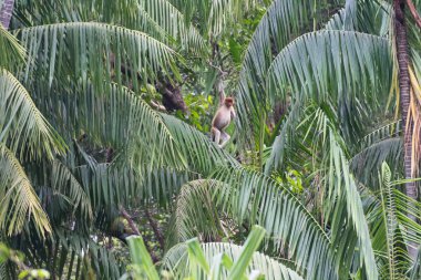 Borneo 'da hortumlu maymun