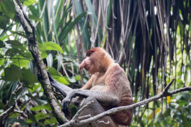 Borneo 'da hortumlu maymun