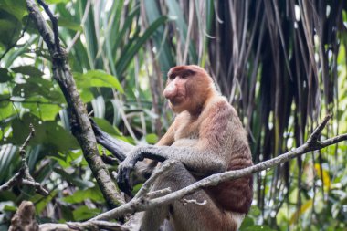 Borneo 'da hortumlu maymun