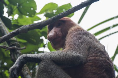 Borneo 'da hortumlu maymun