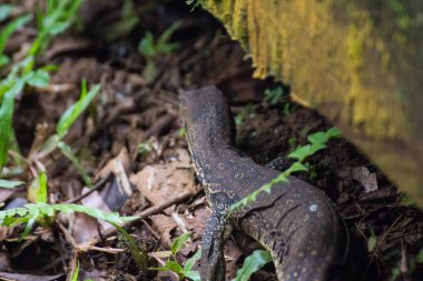 Borneo 'da hortumlu maymun