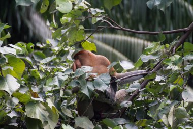 Borneo 'da hortumlu maymun