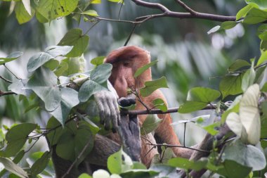Borneo 'da hortumlu maymun