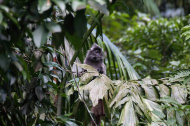 Borneo 'da hortumlu maymun