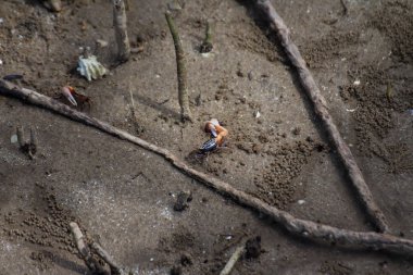 Borneo 'da hortumlu maymun