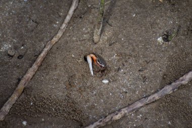 Borneo 'da hortumlu maymun