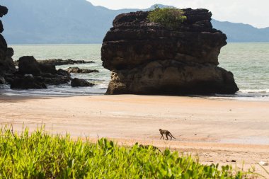 Borneo 'da hortumlu maymun