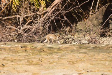 Borneo 'da hortumlu maymun