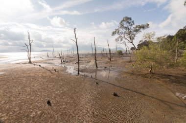 Borneo 'da hortumlu maymun
