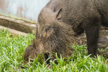 Borneo 'da hortumlu maymun