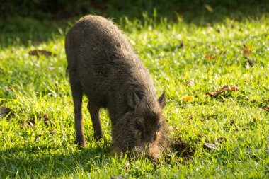 Borneo 'da hortumlu maymun
