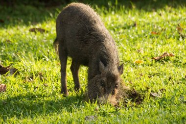 Borneo 'da hortumlu maymun
