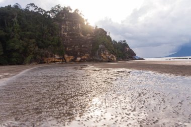 Borneo 'da hortumlu maymun