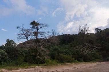 Borneo 'da hortumlu maymun