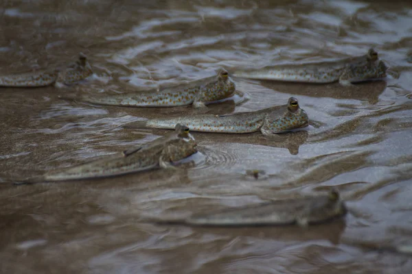 Peixe Água Rio — Fotografia de Stock