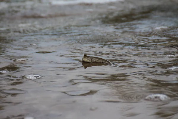 Fische Flusswasser — Stockfoto