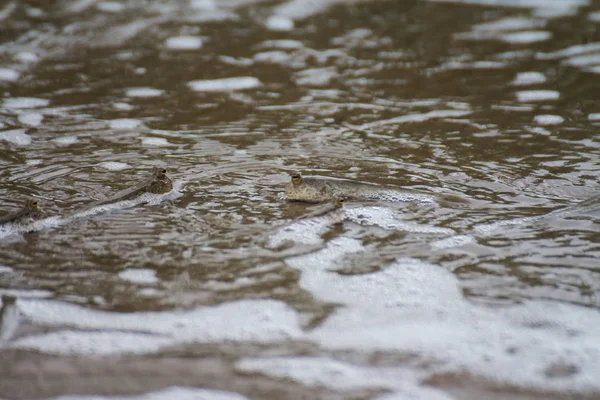 Peixe Água Rio — Fotografia de Stock