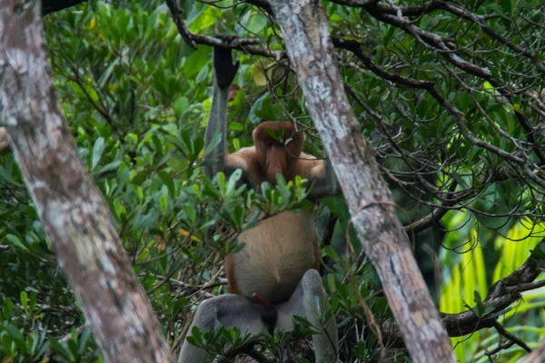 Proboscis Majom Borneóban — Stock Fotó