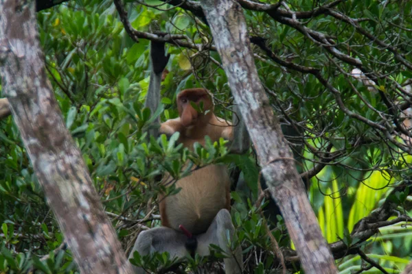 Proboscis Aap Borneo — Stockfoto