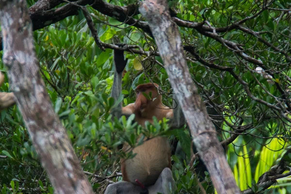 Proboscis Majom Borneóban — Stock Fotó