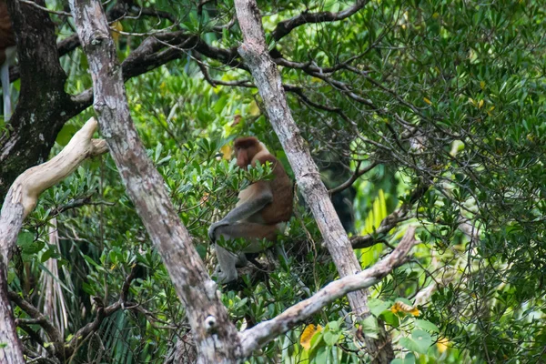 Borneo Hortumlu Maymun — Stok fotoğraf