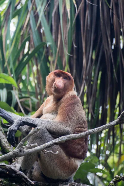 Małpa Proboscis Borneo — Zdjęcie stockowe