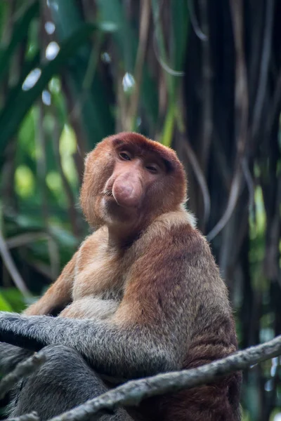 Proboscis Monkey Borneo — Stock Photo, Image