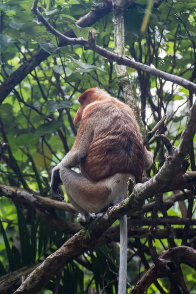보르네오에 프로보 원숭이 — 스톡 사진