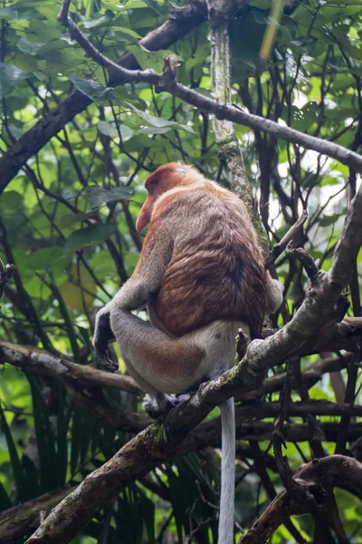 Proboscis Monkey Borneo — Stock Photo, Image