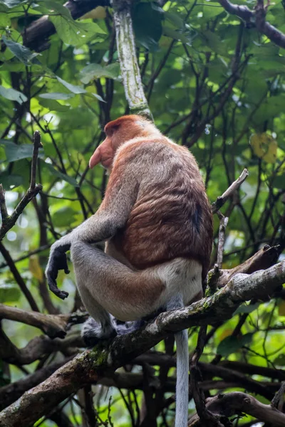 Proboscis Majom Borneóban — Stock Fotó