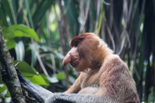 Borneo 'da hortumlu maymun