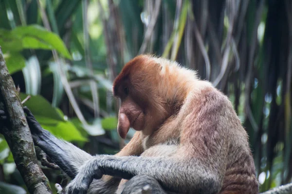 Mono Probóscis Borneo — Foto de Stock