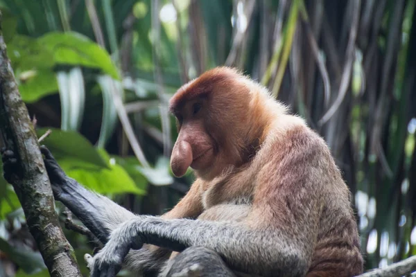 Mono Probóscis Borneo — Foto de Stock