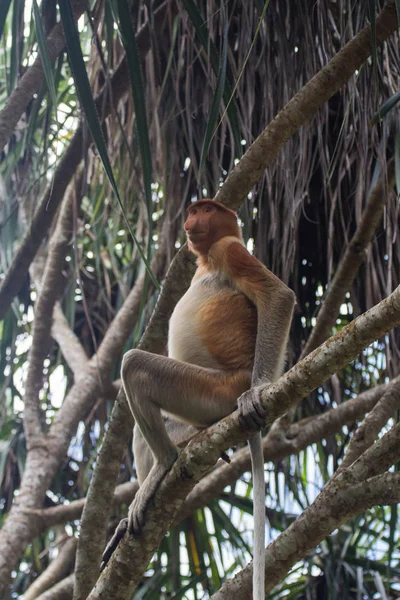 Mono Probóscis Borneo —  Fotos de Stock