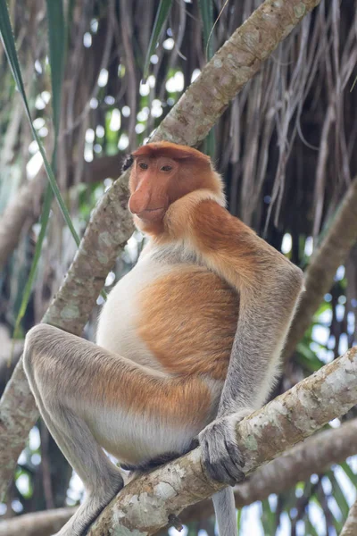 Mono Probóscis Borneo —  Fotos de Stock