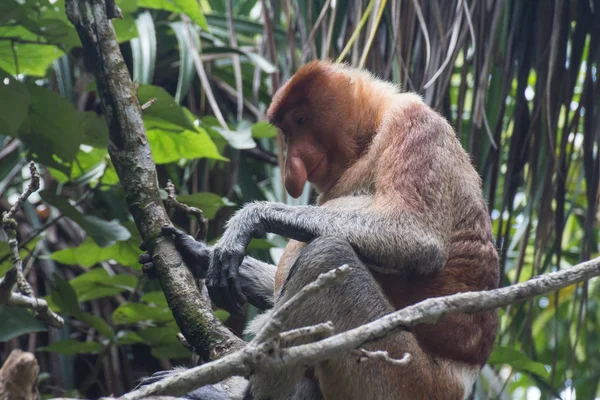 Mono Probóscis Borneo — Foto de Stock