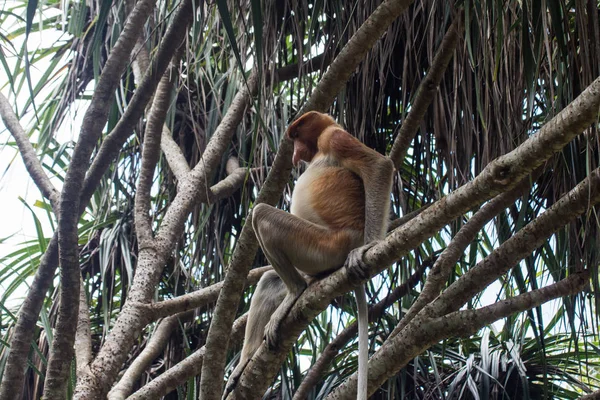 Proboscis Monkey Borneo — Stock Photo, Image