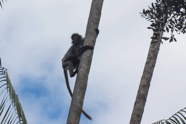 Proboscis Aap Borneo — Stockfoto