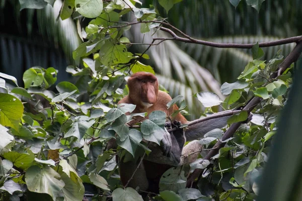 Mono Probóscis Borneo — Foto de Stock