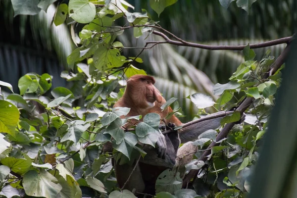 Macaco Probóscide Bornéu — Fotografia de Stock