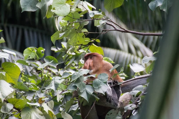 Mono Probóscis Borneo — Foto de Stock