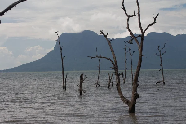 Małpa Proboscis Borneo — Zdjęcie stockowe