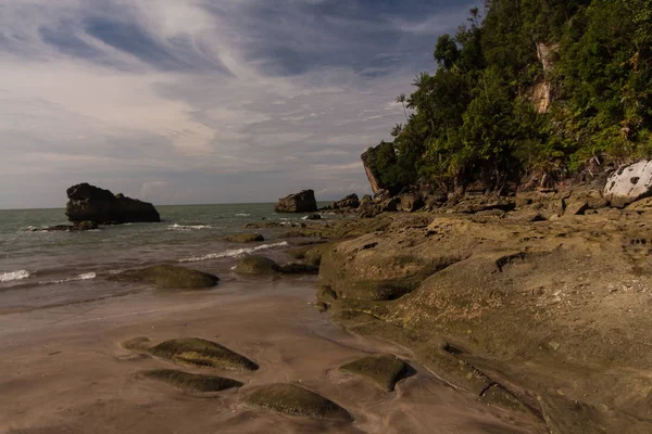 Borneo 'da hortumlu maymun