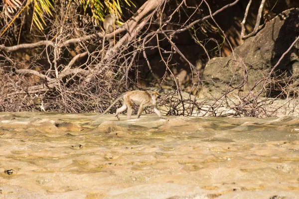 Borneo 'da hortumlu maymun