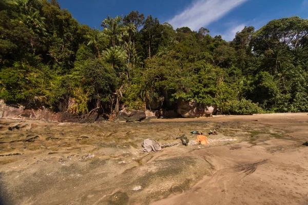 Proboscis Aap Borneo — Stockfoto