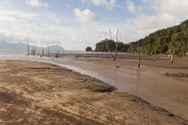 Scimmia Della Proboscide Nel Borneo — Foto Stock