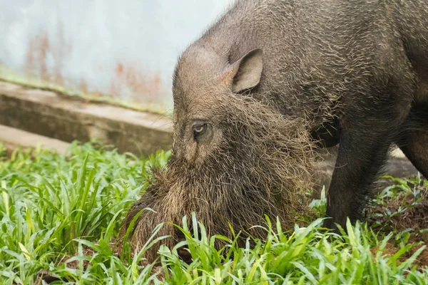 Scimmia Della Proboscide Nel Borneo — Foto Stock