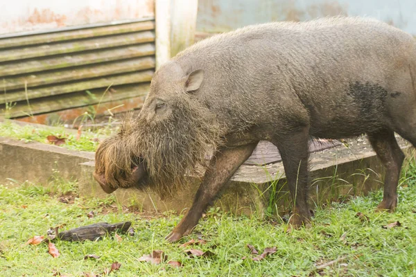 Mono Probóscis Borneo — Foto de Stock