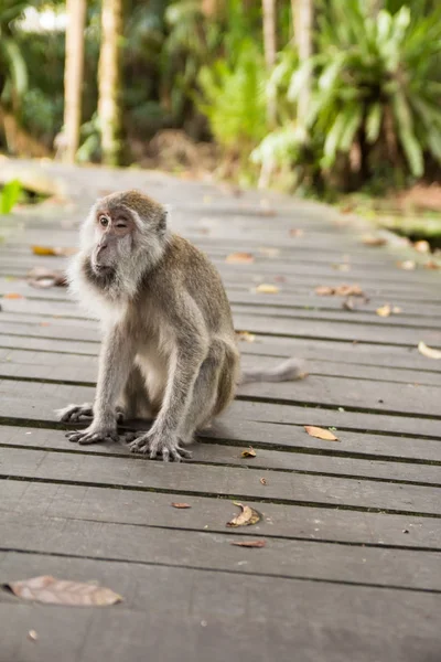 Proboscis Monkey Borneo — Stock Photo, Image