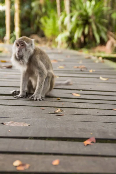 Proboscis Monkey Borneo — Stock Photo, Image